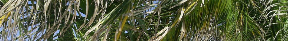  header image 3